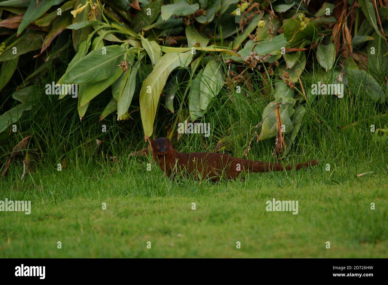 Javanomungo auf dem Gras Stockfoto