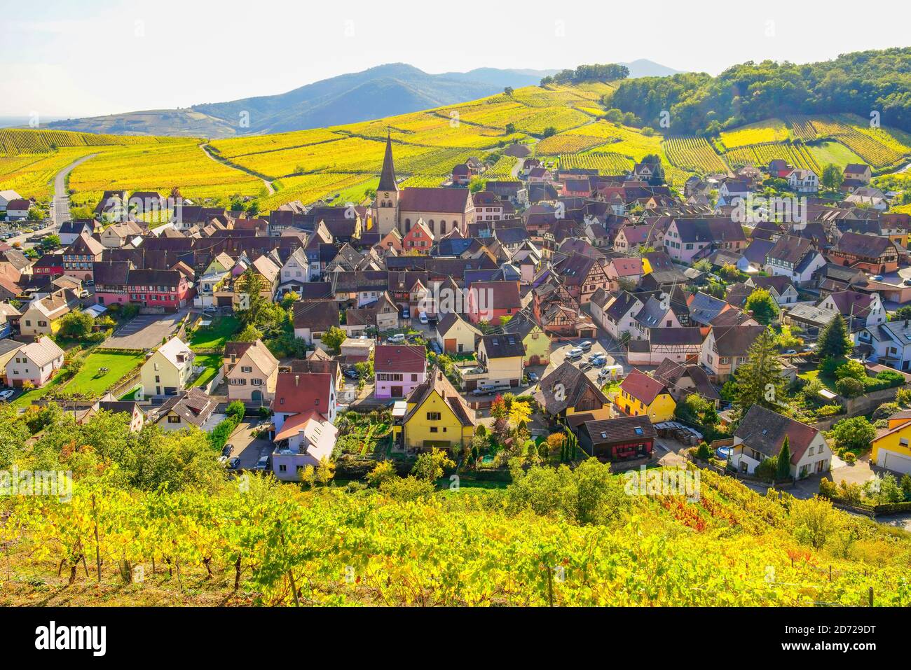 Erhöhter Blick über Weinberge in Herbstfarben rund um das schöne Niedermorschwihr Dorf im Elsass Frankreich. Stockfoto