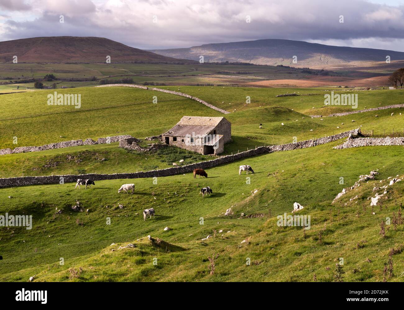 Rinder weiden neben einer traditionellen Steinscheune in Upper Ribblesdale, in der Nähe von Horton-in-Ribblesdale, Yorkshire Dales National Park, Großbritannien. Stockfoto