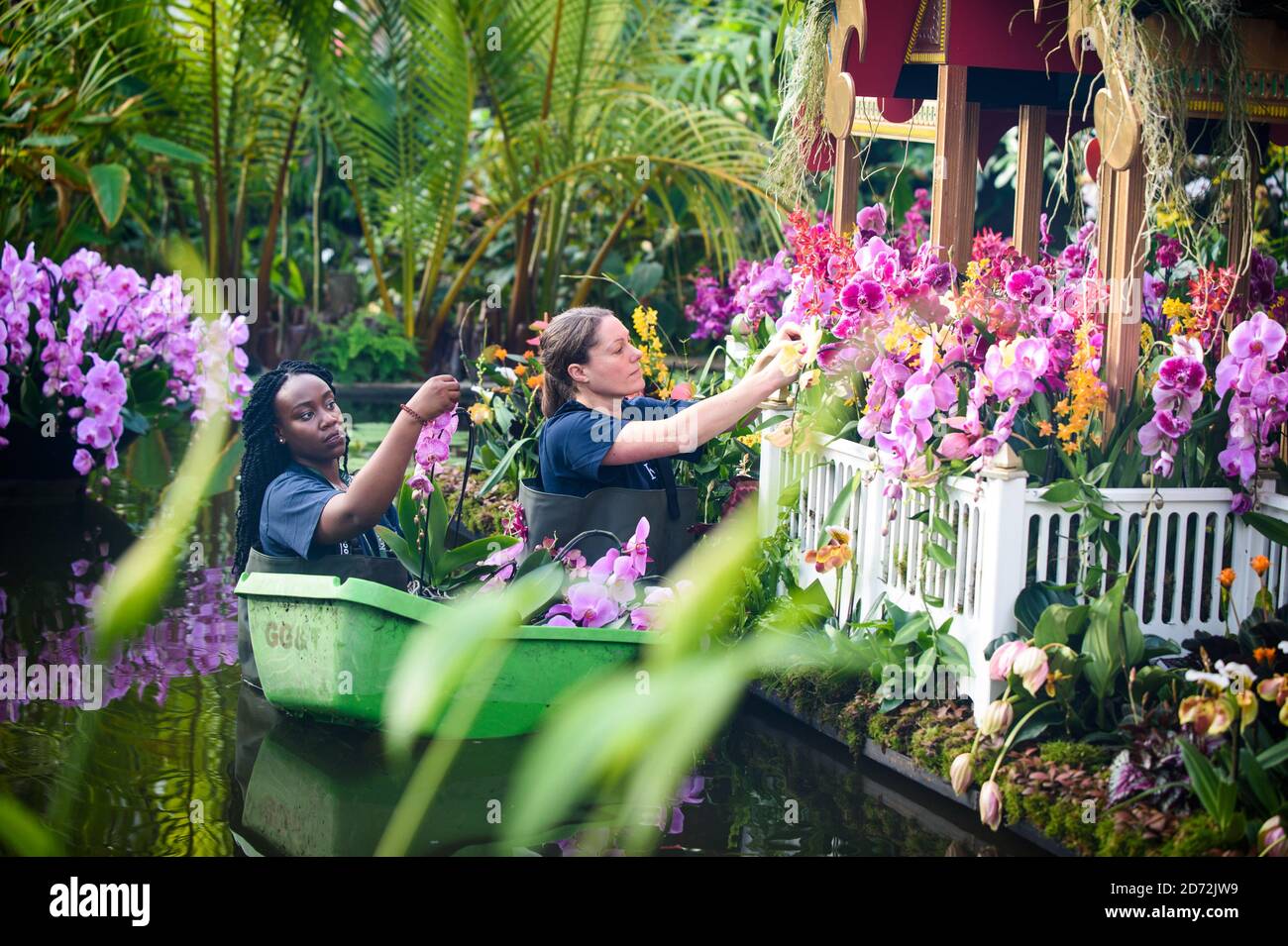 Die Gärtner Yasmin Akrofi-Rollock und Olivia Steed haben bei der Eröffnung von Kew' Thai-inspiriertem Orchideen Festival in Kew Gardens im Westen Londons den letzten Schliff für eine Ausstellung von Orchideen gegeben. Bilddatum: Donnerstag, 8. Februar 2018. Bildnachweis sollte lauten: Matt Crossick/ EMPICS Entertainment. Stockfoto