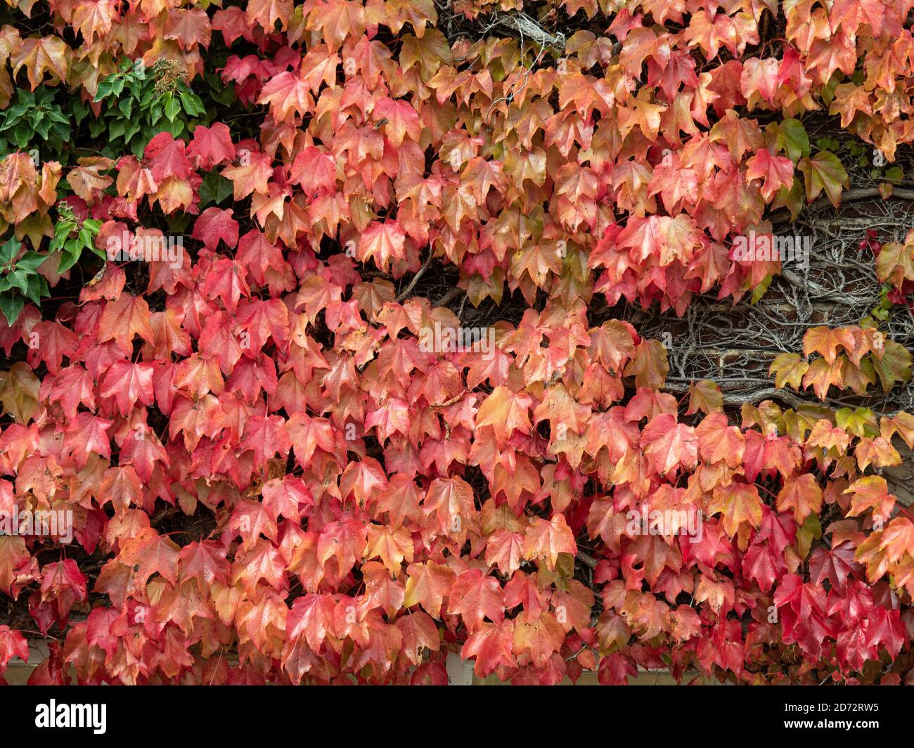 Ein Teil der Wand im leuchtend roten Herbst bedeckt Blätter eines Boston Ivy - Parthenocissus tricuspidata Stockfoto