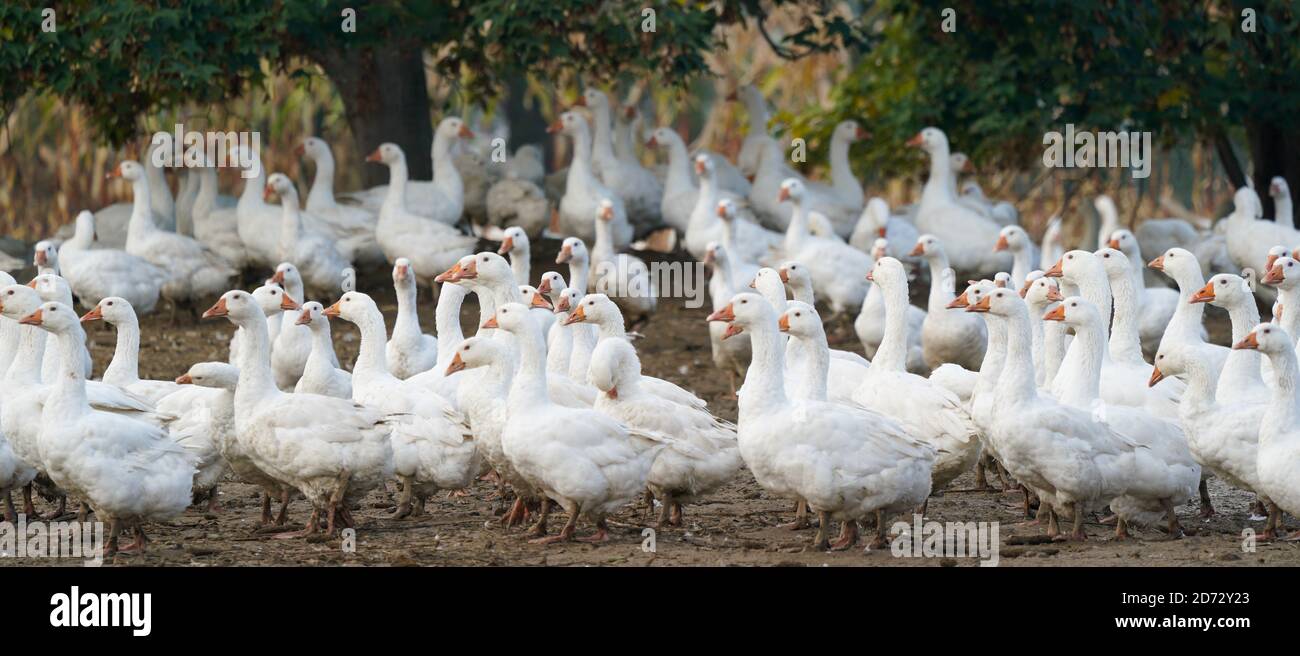 Wermsdorf, Deutschland. Oktober 2020. Zuchtgänse 'Eskildsen heavy' im freien Bereich auf dem Gänsehof und Gänsehaut Wermsdorf der Eskildsen GmbH in Wermsdorf. Quelle: Peter Endig/dpa-Zentralbild/ZB/dpa/Alamy Live News Stockfoto