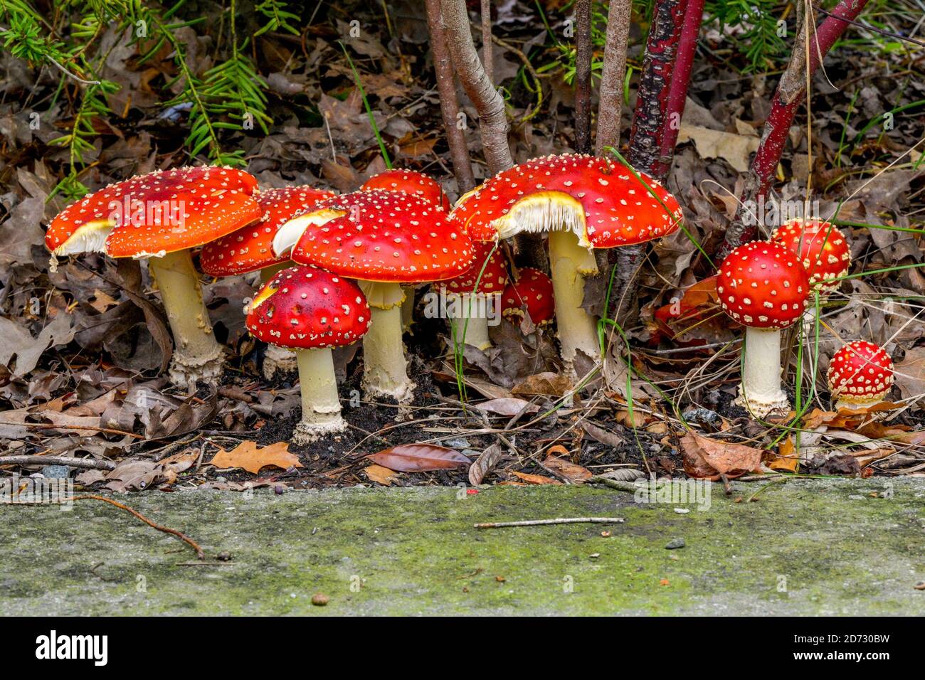 Rote, Amanita Muscaria Pilze, Pilze, Herbst Stockfoto