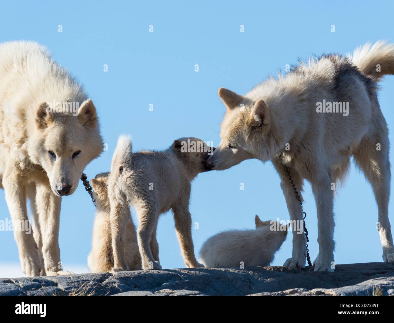 Schlittenhunde in der kleinen Stadt Uummannaq im Norden westgrönlands. Im Winter werden die Hunde immer noch als Hundeteams verwendet, um Schlitten von Fischern zu ziehen Stockfoto