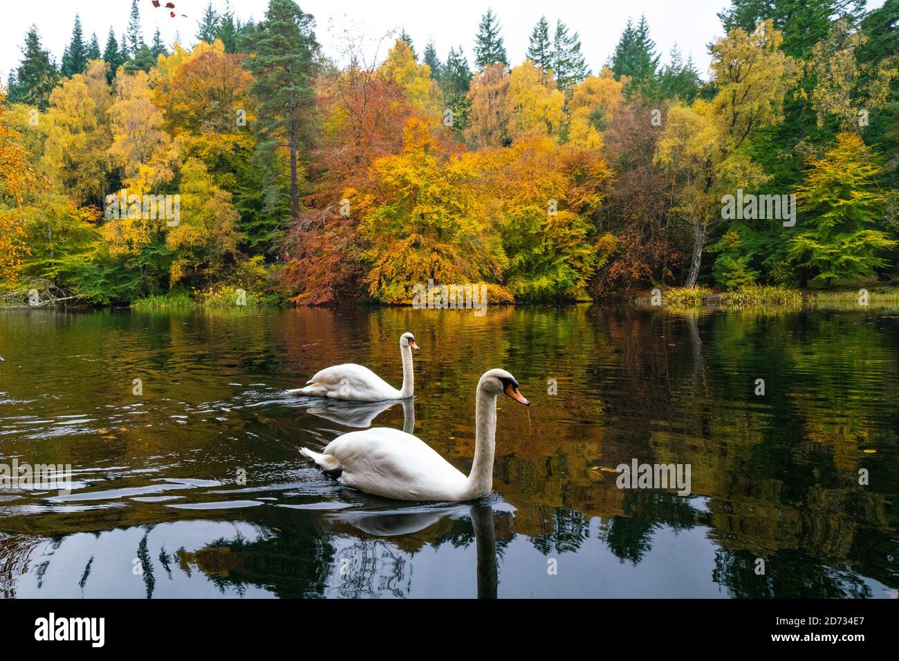 Pitlochry, Schottland, Großbritannien. 20. Oktober 2020. Herbstfarben am Loch Dunmore in Faskally Wood bei Pitlochry in Perthshire. Familie der Schwäne am loch. Iain Masterton/Alamy Live News Stockfoto