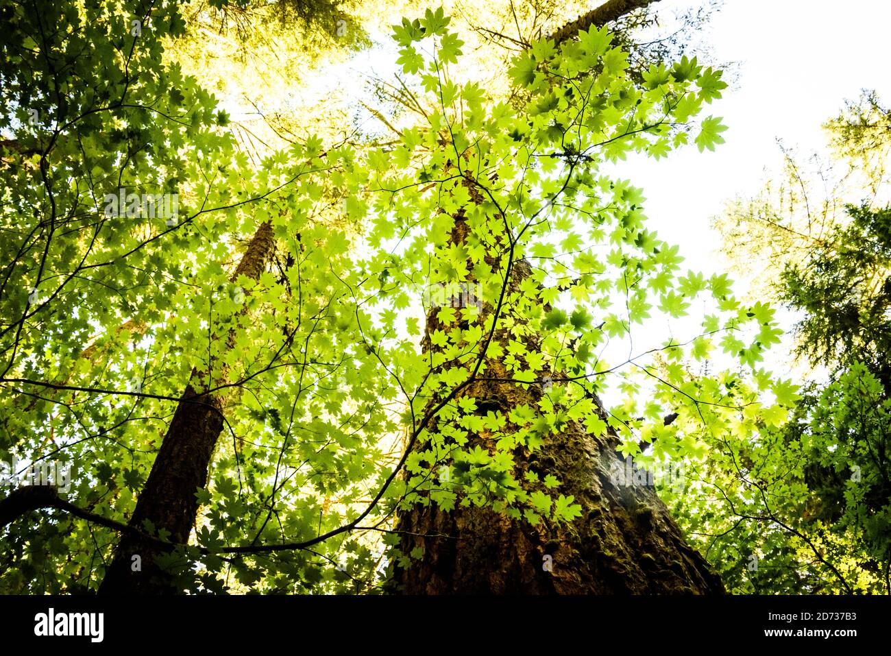 Big Leaf (Oregon) Ahornbaum im Wald im Silver Falls State Park, Oregon. Stockfoto