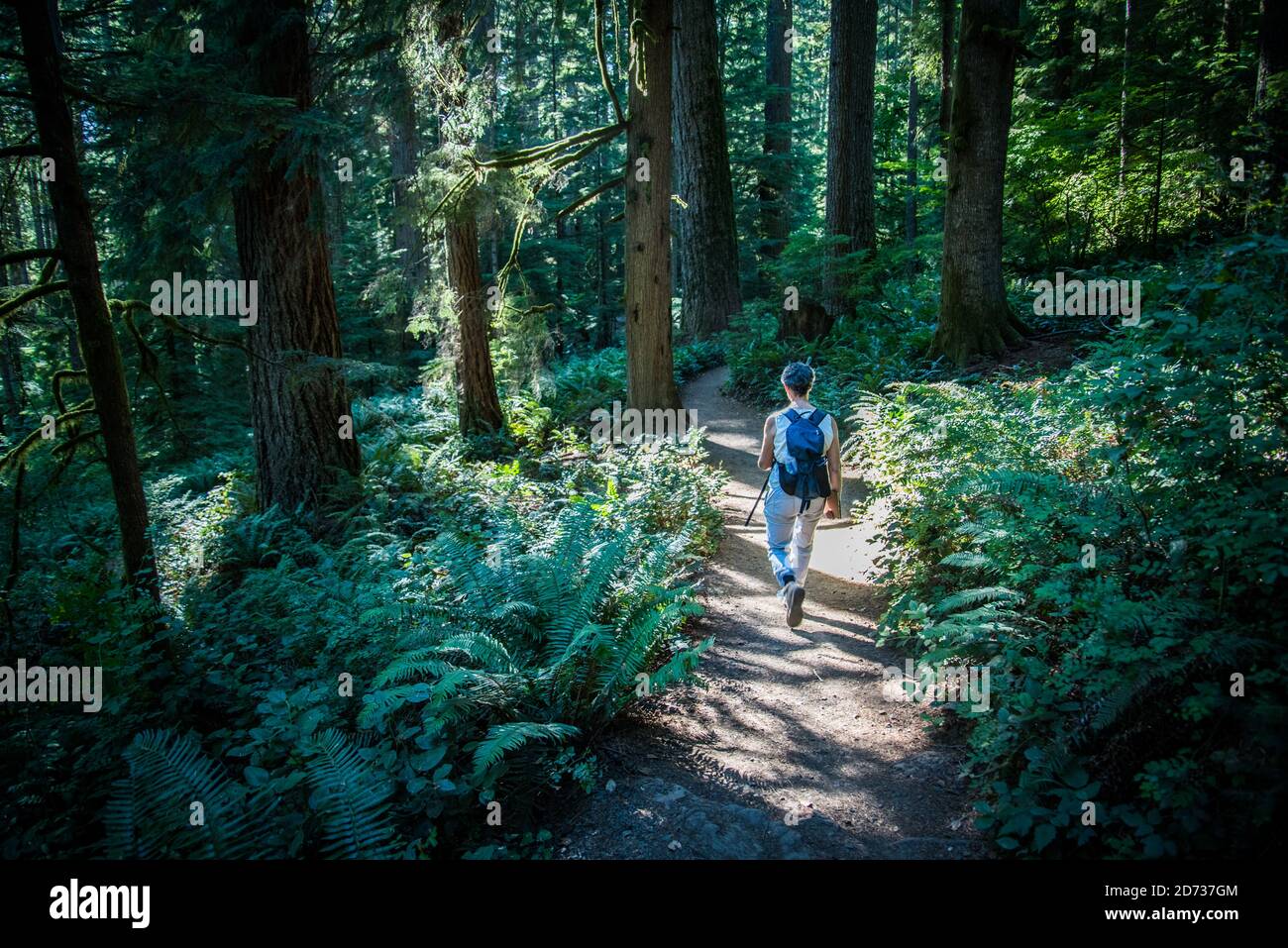 Große Bäume im Wald im Silver Falls State Park, Oregon. Stockfoto