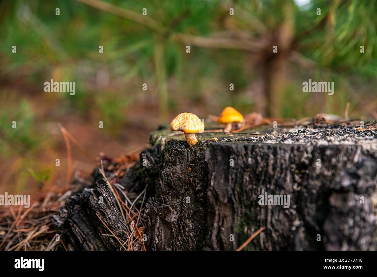Pilze, herbstliche Waldlandschaft: Natürliche Pilze und Pilze. Schöne saisonale Farben bei Sonnenuntergang. The New Forest, Hampshire Großbritannien. Stockfoto