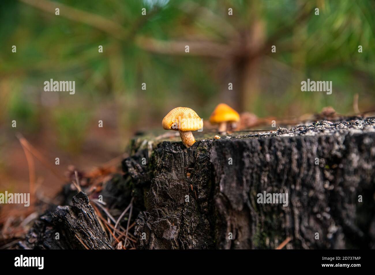 Pilze, herbstliche Waldlandschaft: Natürliche Pilze und Pilze. Schöne saisonale Farben bei Sonnenuntergang. The New Forest, Hampshire Großbritannien. Stockfoto
