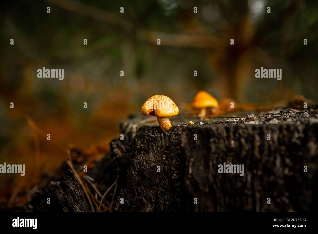 Pilze, herbstliche Waldlandschaft: Natürliche Pilze und Pilze. Schöne saisonale Farben bei Sonnenuntergang. The New Forest, Hampshire Großbritannien. Stockfoto