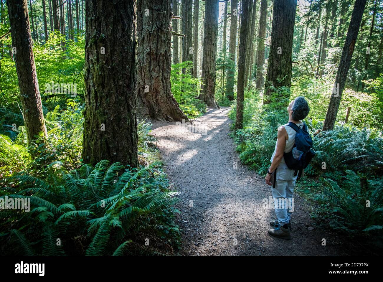 Große Bäume im Wald im Silver Falls State Park, Oregon. Stockfoto