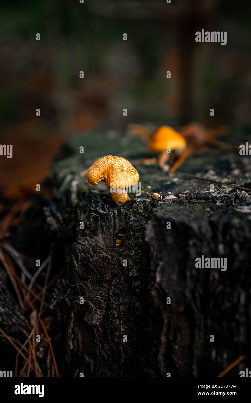 Pilze, herbstliche Waldlandschaft: Natürliche Pilze und Pilze. Schöne saisonale Farben bei Sonnenuntergang. The New Forest, Hampshire Großbritannien. Stockfoto