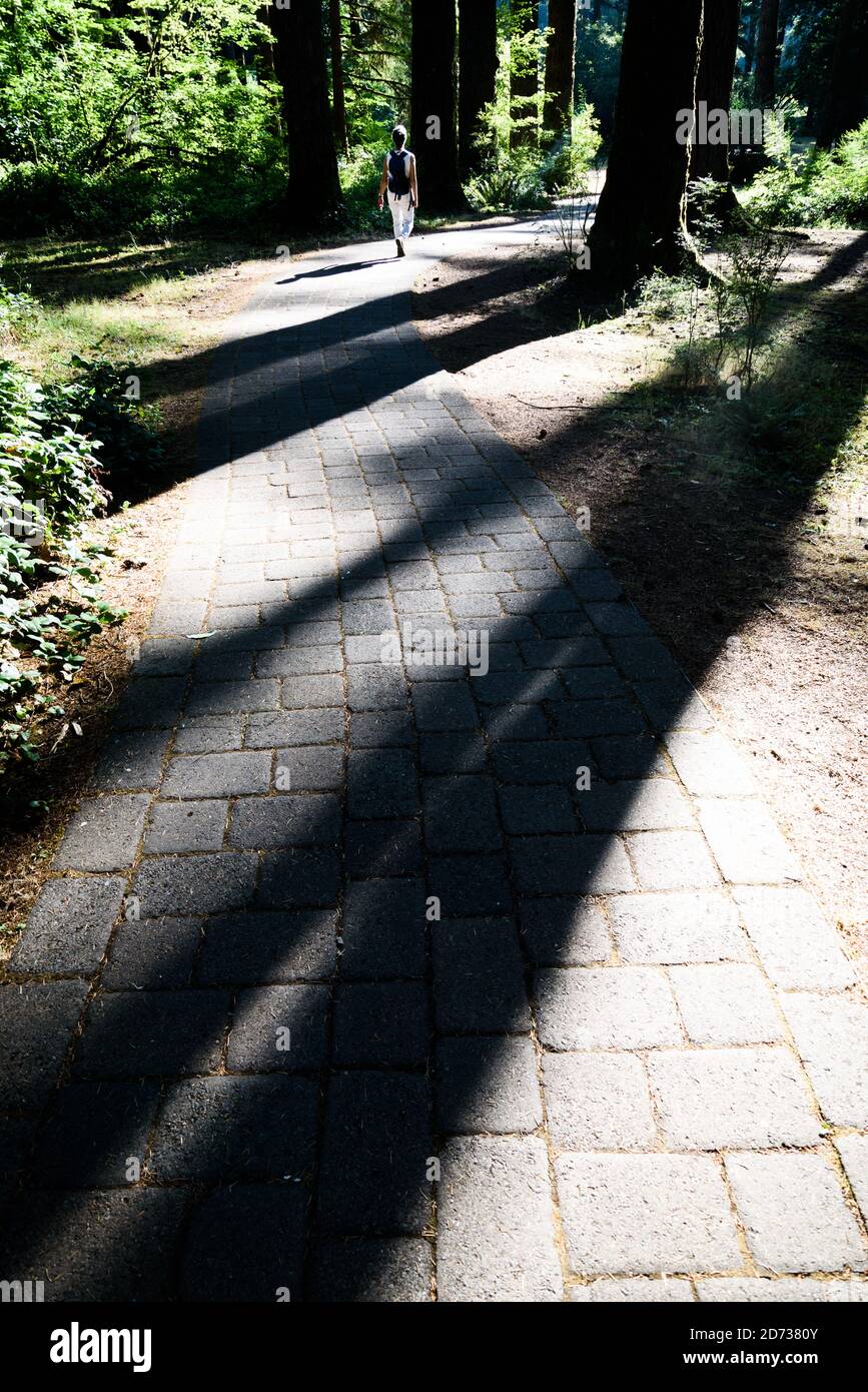 Große Bäume im Wald im Silver Falls State Park, Oregon. Stockfoto