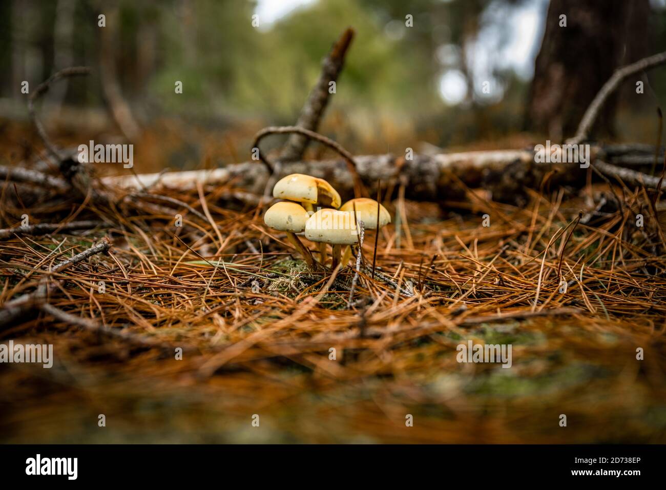 Pilze, herbstliche Waldlandschaft: Natürliche Pilze und Pilze. Schöne saisonale Farben bei Sonnenuntergang. The New Forest, Hampshire Großbritannien. Stockfoto