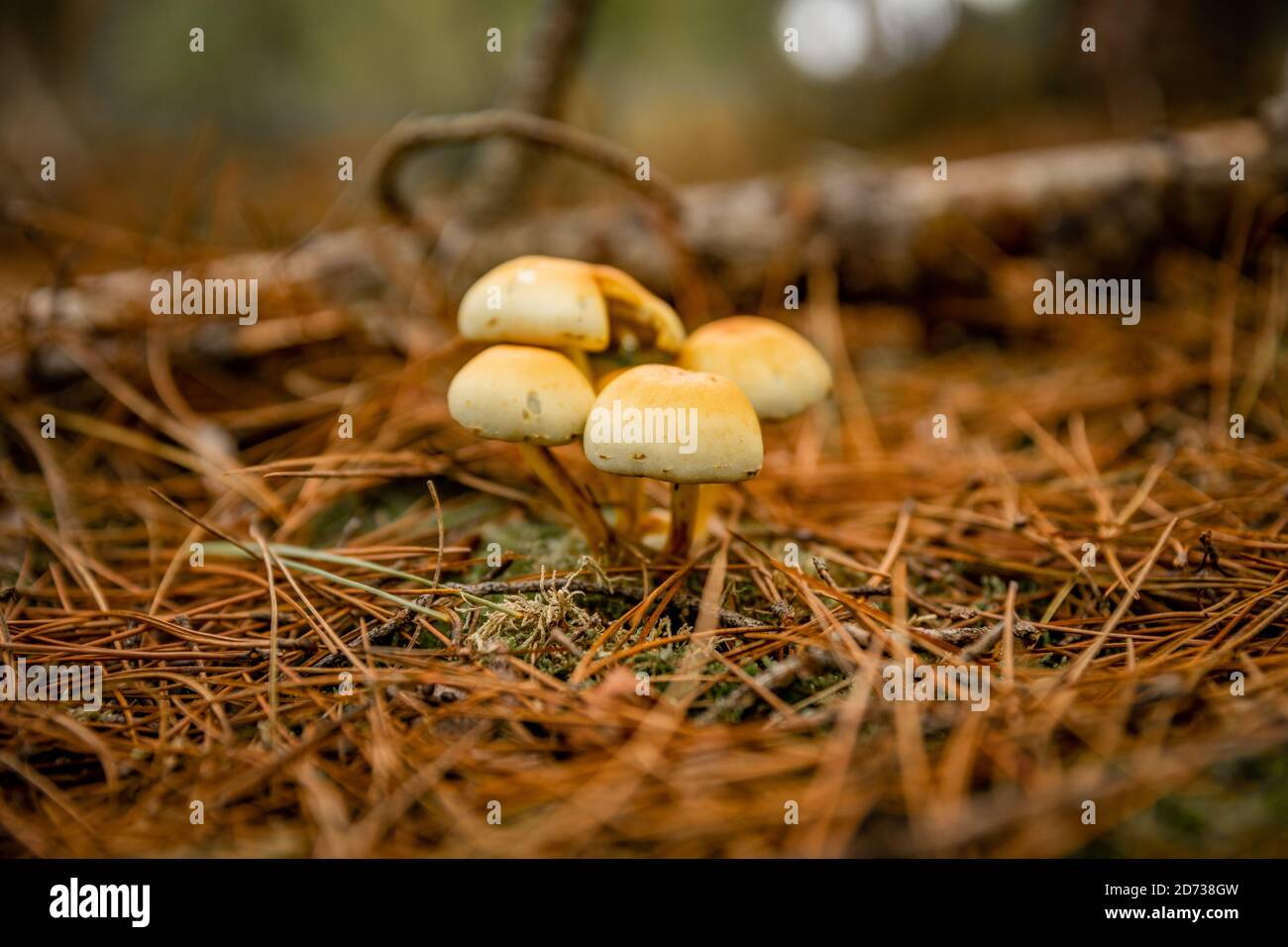 Pilze, herbstliche Waldlandschaft: Natürliche Pilze und Pilze. Schöne saisonale Farben bei Sonnenuntergang. The New Forest, Hampshire Großbritannien. Stockfoto