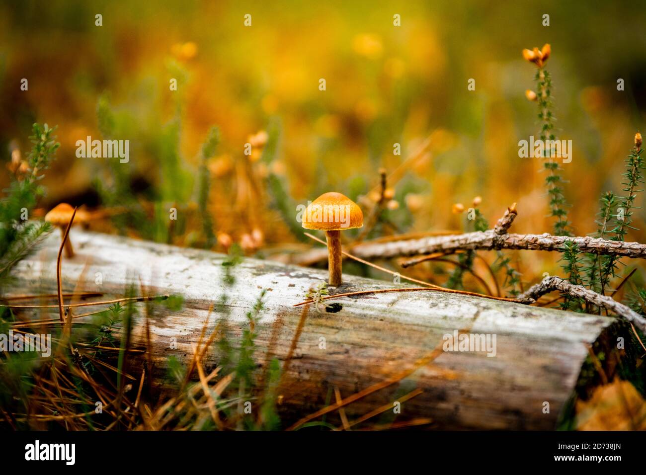 Pilze, herbstliche Waldlandschaft: Natürliche Pilze und Pilze. Schöne saisonale Farben bei Sonnenuntergang. The New Forest, Hampshire Großbritannien. Stockfoto