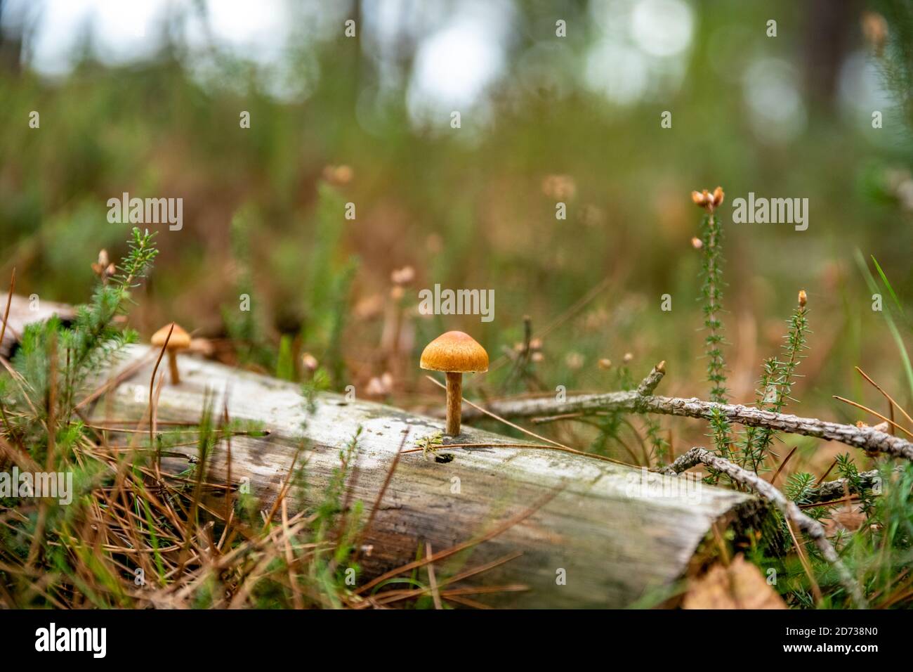 Pilze, herbstliche Waldlandschaft: Natürliche Pilze und Pilze. Schöne saisonale Farben bei Sonnenuntergang. The New Forest, Hampshire Großbritannien. Stockfoto
