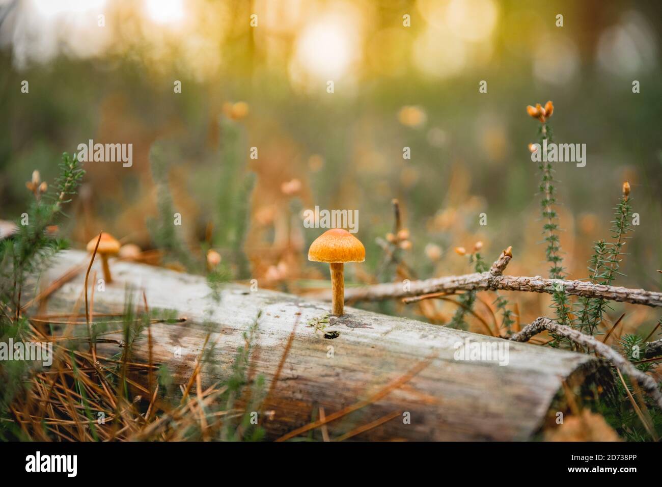 Pilze, herbstliche Waldlandschaft: Natürliche Pilze und Pilze. Schöne saisonale Farben bei Sonnenuntergang. The New Forest, Hampshire Großbritannien. Stockfoto