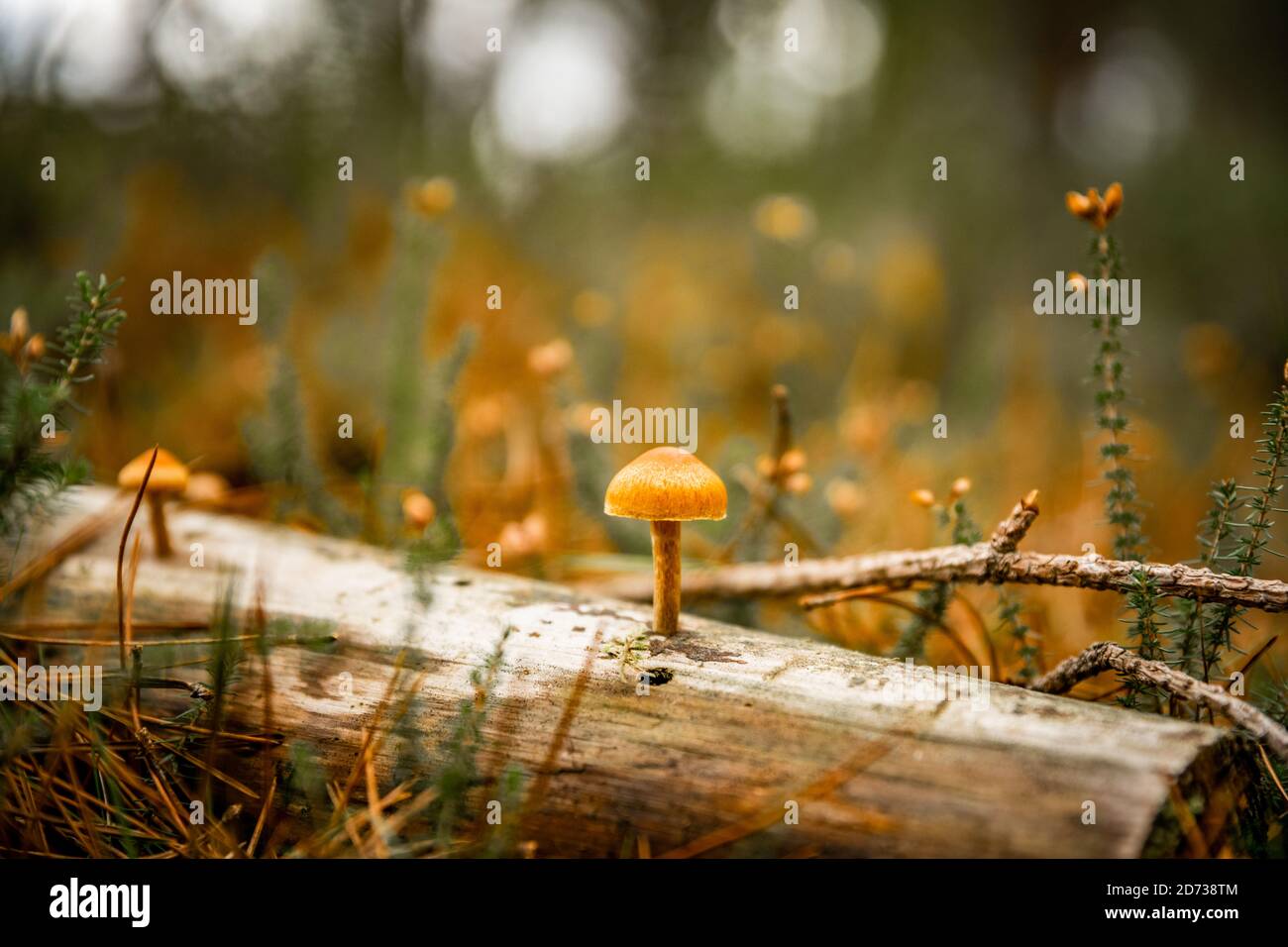 Pilze, herbstliche Waldlandschaft: Natürliche Pilze und Pilze. Schöne saisonale Farben bei Sonnenuntergang. The New Forest, Hampshire Großbritannien. Stockfoto