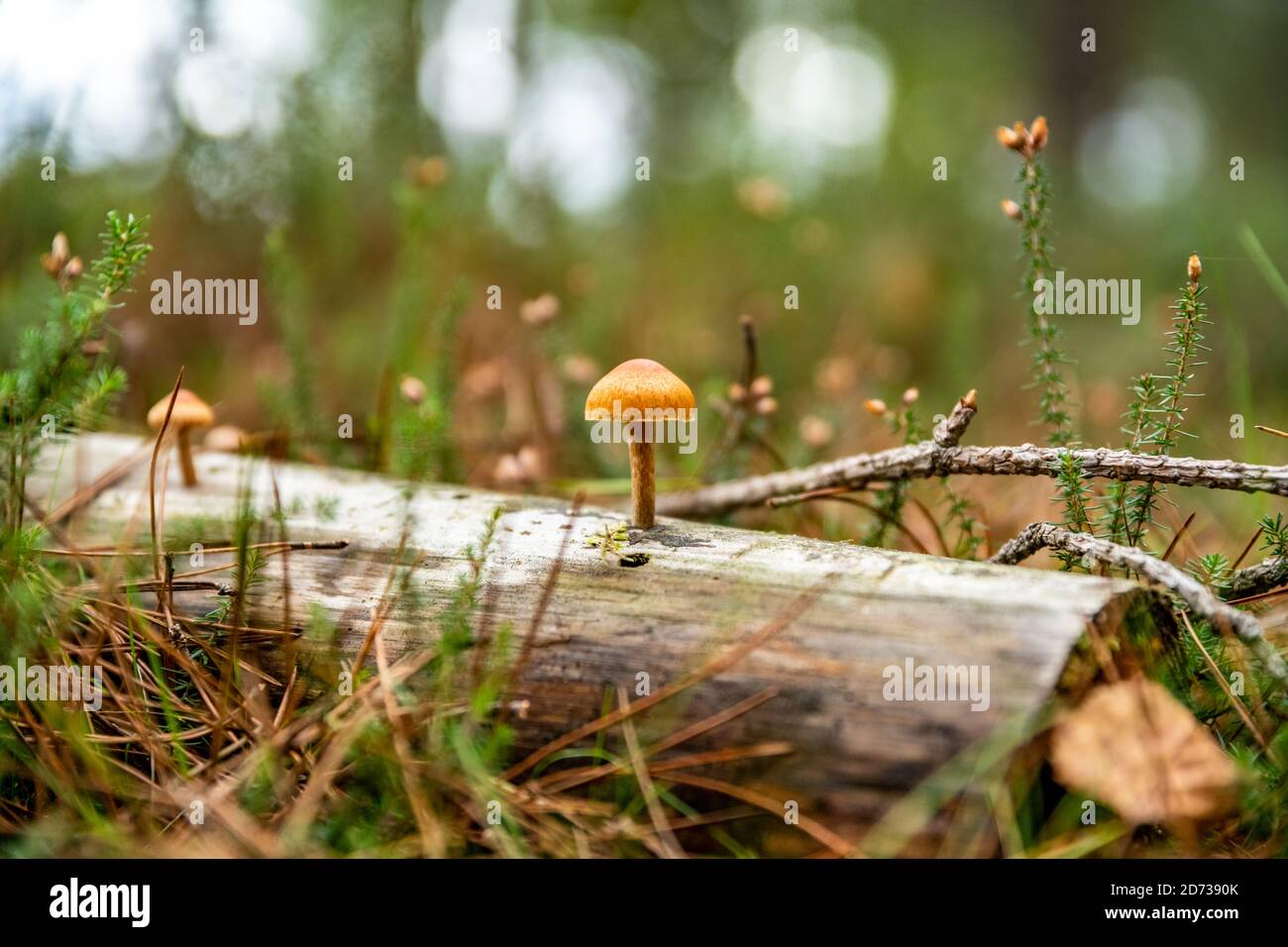 Pilze, herbstliche Waldlandschaft: Natürliche Pilze und Pilze. Schöne saisonale Farben bei Sonnenuntergang. The New Forest, Hampshire Großbritannien. Stockfoto