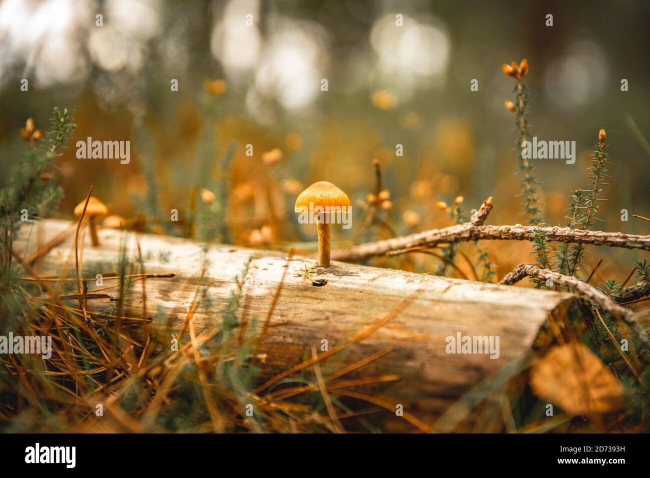 Pilze, herbstliche Waldlandschaft: Natürliche Pilze und Pilze. Schöne saisonale Farben bei Sonnenuntergang. The New Forest, Hampshire Großbritannien. Stockfoto