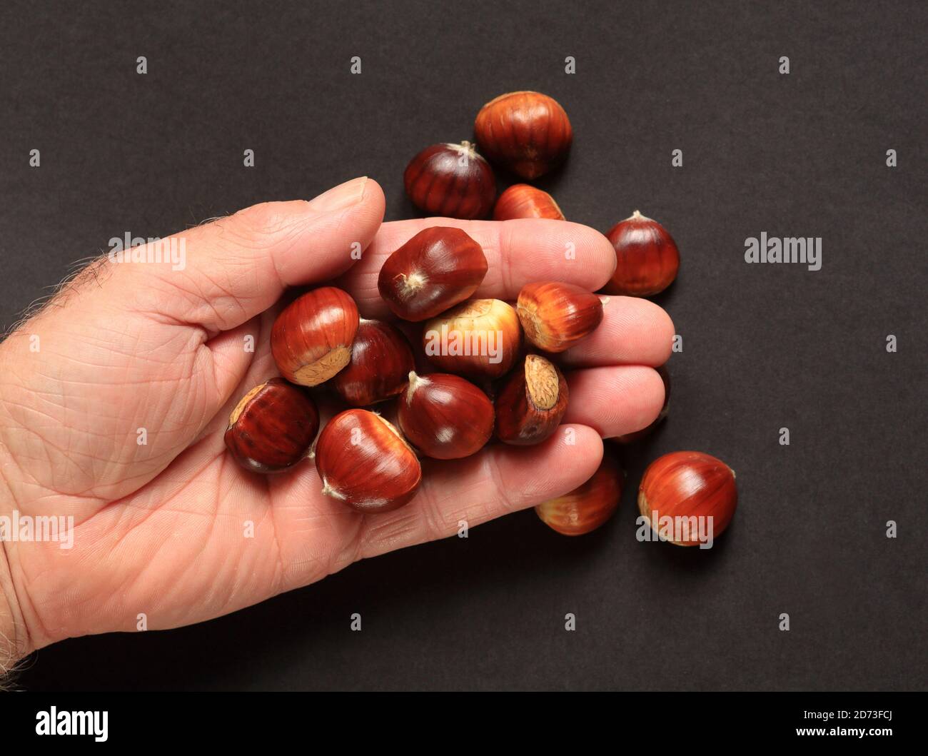 Eine Handvoll gefürchtetEnglish Sweet Chestnuts (castanea sativa) Stockfoto