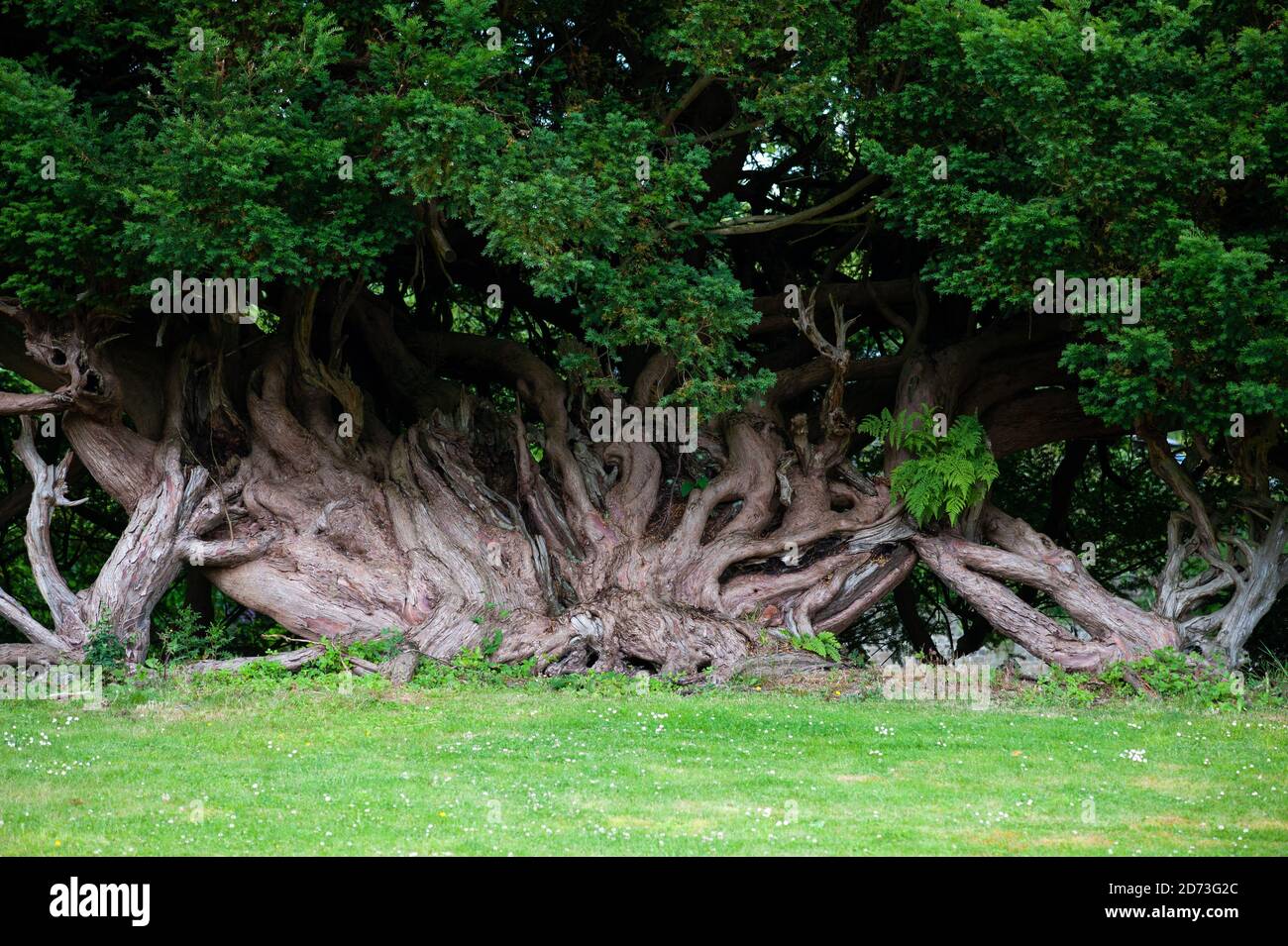 Aberglasney Gardens, Carnarthenshire, Wales. Stockfoto