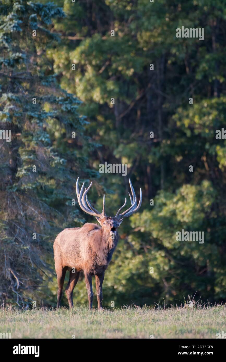 Ein Stier Elch bullt während der Elchrute in Benzette, Pennsylvania, USA, auf einem Feld Stockfoto