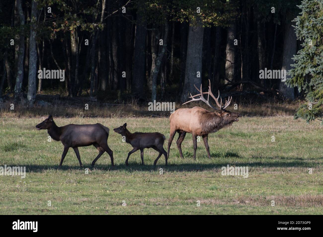 Ein Bullenelch bullelt, während eine Kuh und ein Jährling vorbei laufen, Benzette, Pennsylvania, USA Stockfoto