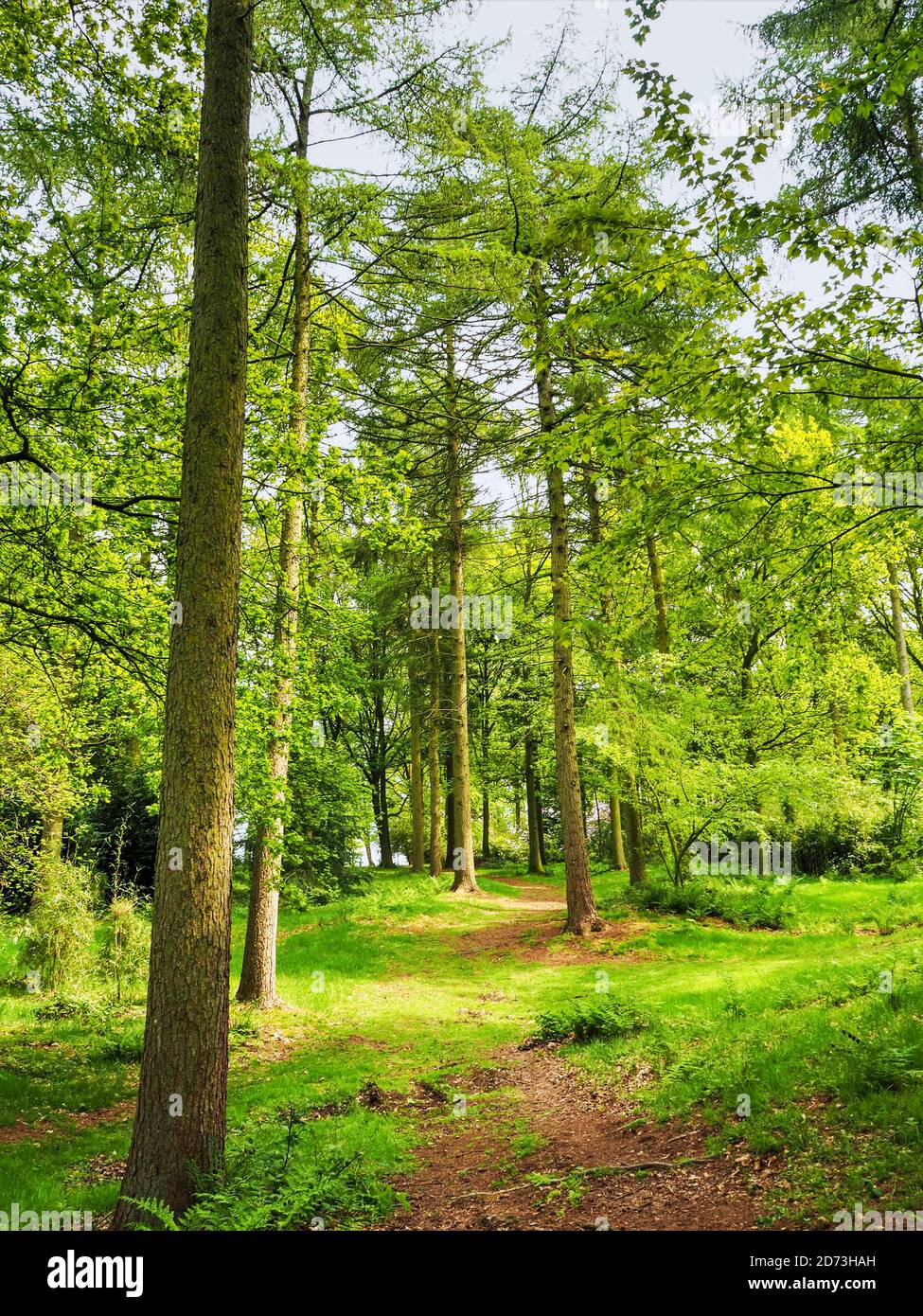 Pfad durch hohe Bäume im Sonnenlicht mit frischem Frühlingslaub im Yorkshire Arboretum, North Yorkshire, England Stockfoto