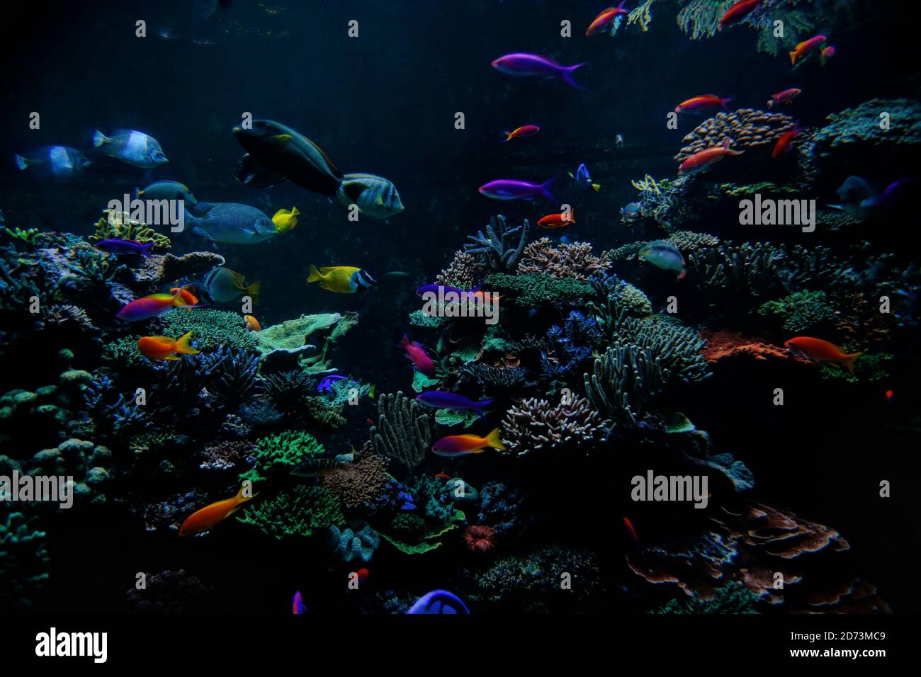 Tropische Fische am Korallenriff Stockfoto