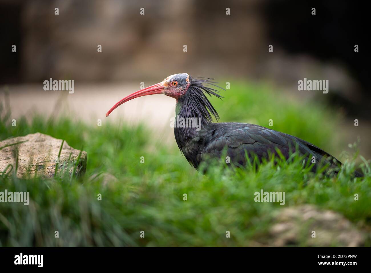 Ein Nordkahl-Ibis (Geronticus eremita) auf dem Boden sitzend Stockfoto