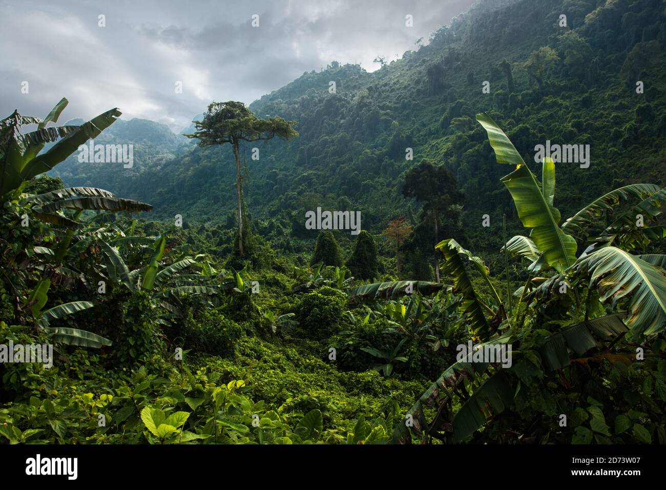 Neblige Berge mit Dschungel bedeckt Stockfoto
