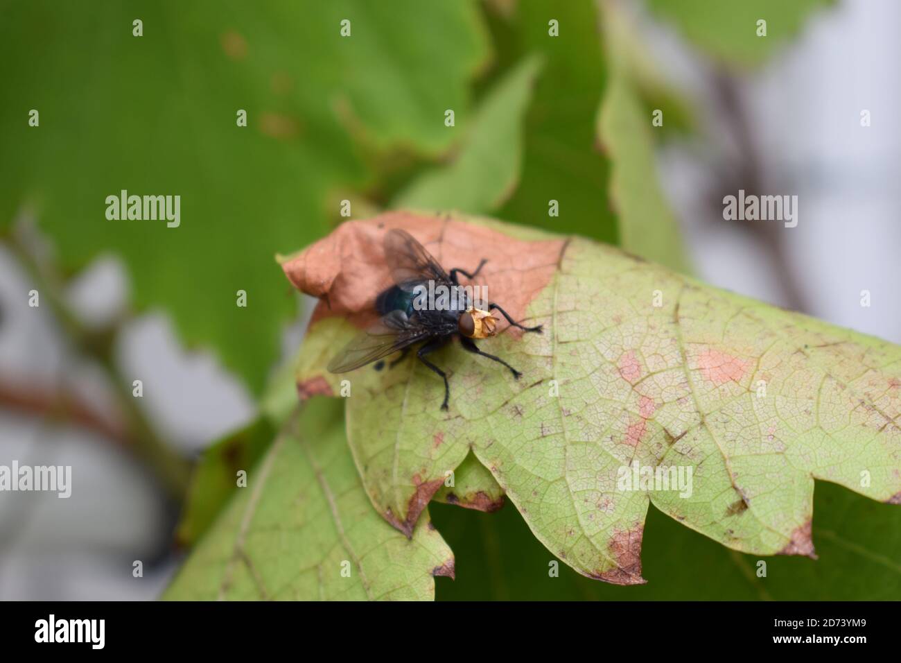 fliegen auf einem Blatt Stockfoto