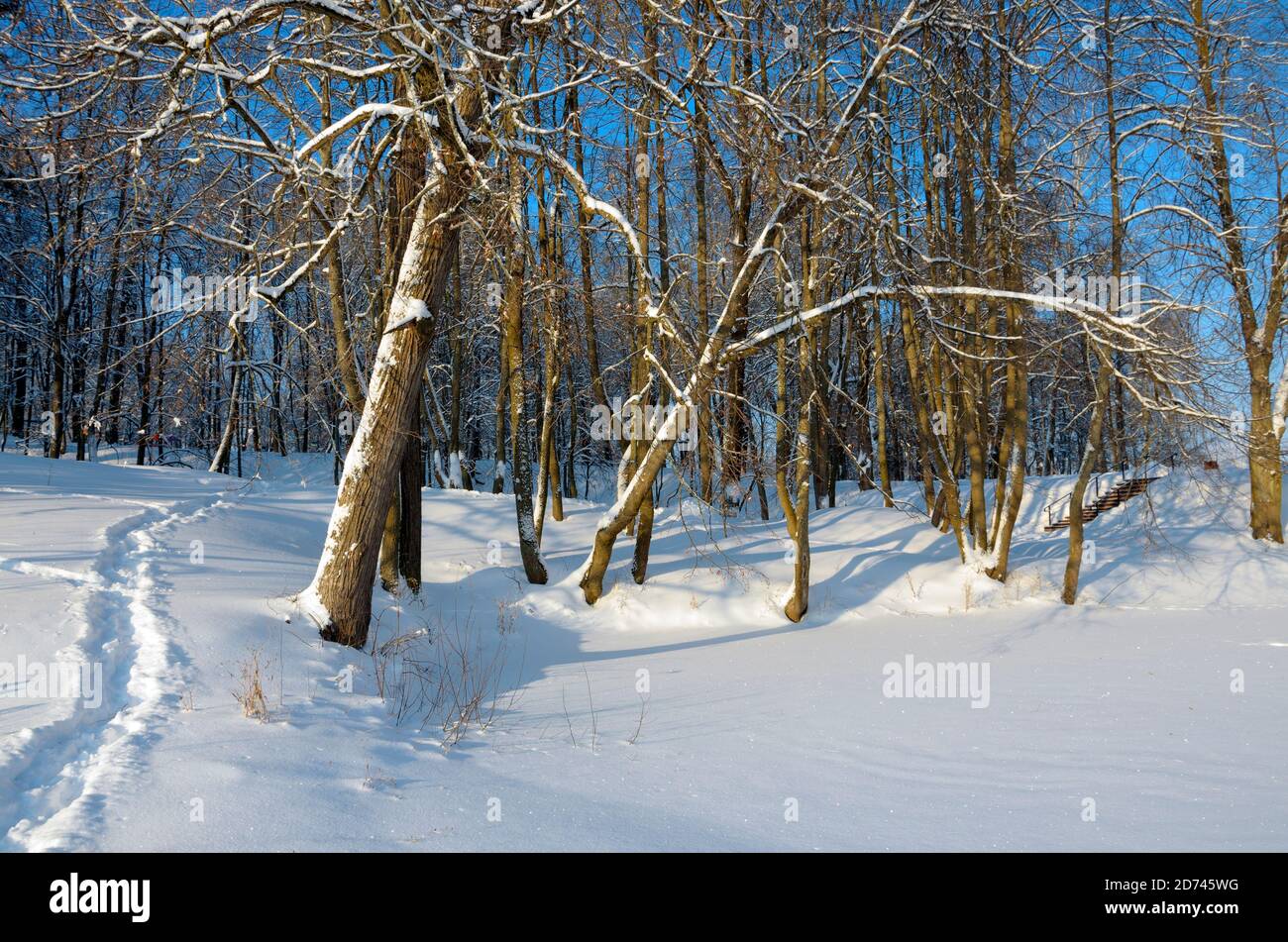 Sonnige Winterlandschaft mit Bäumen im Park Stockfoto