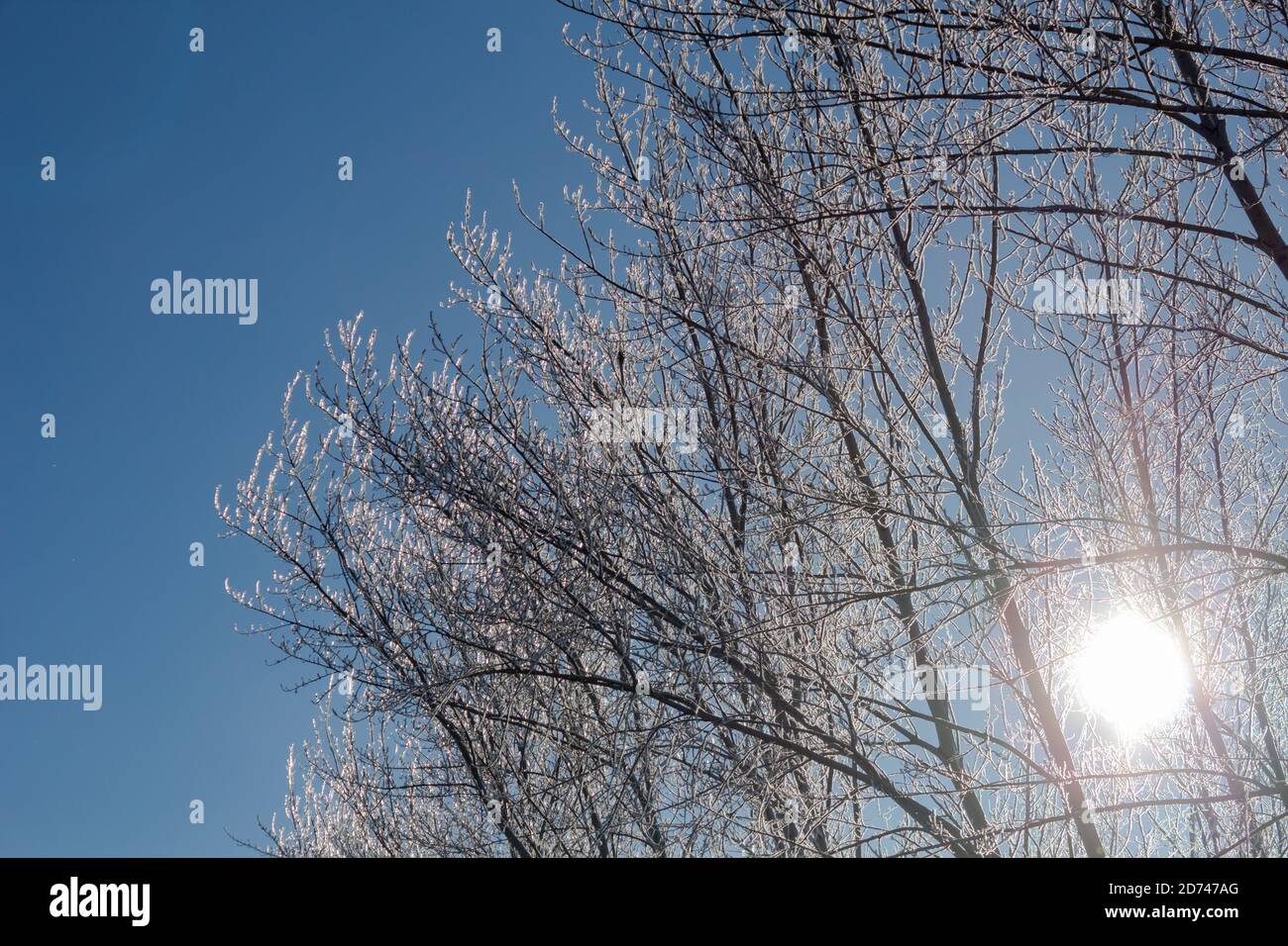 Bäume im anderen, durch die Zweige scheint die Sonne Stockfoto