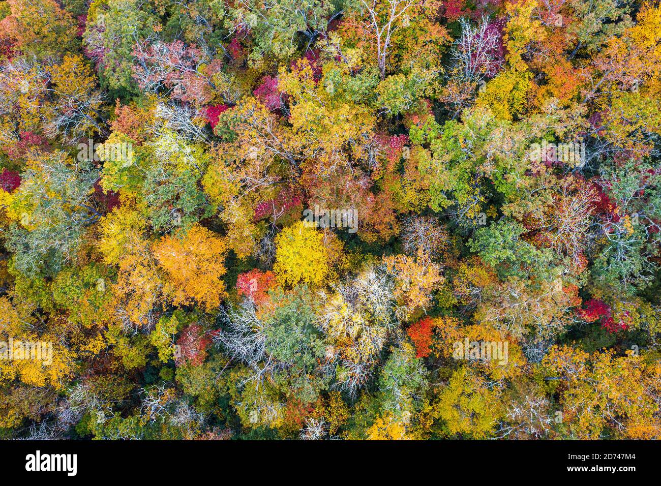 Herbstlaub und Baumkronen im Pisgah National Forest, North Carolina, USA. Stockfoto