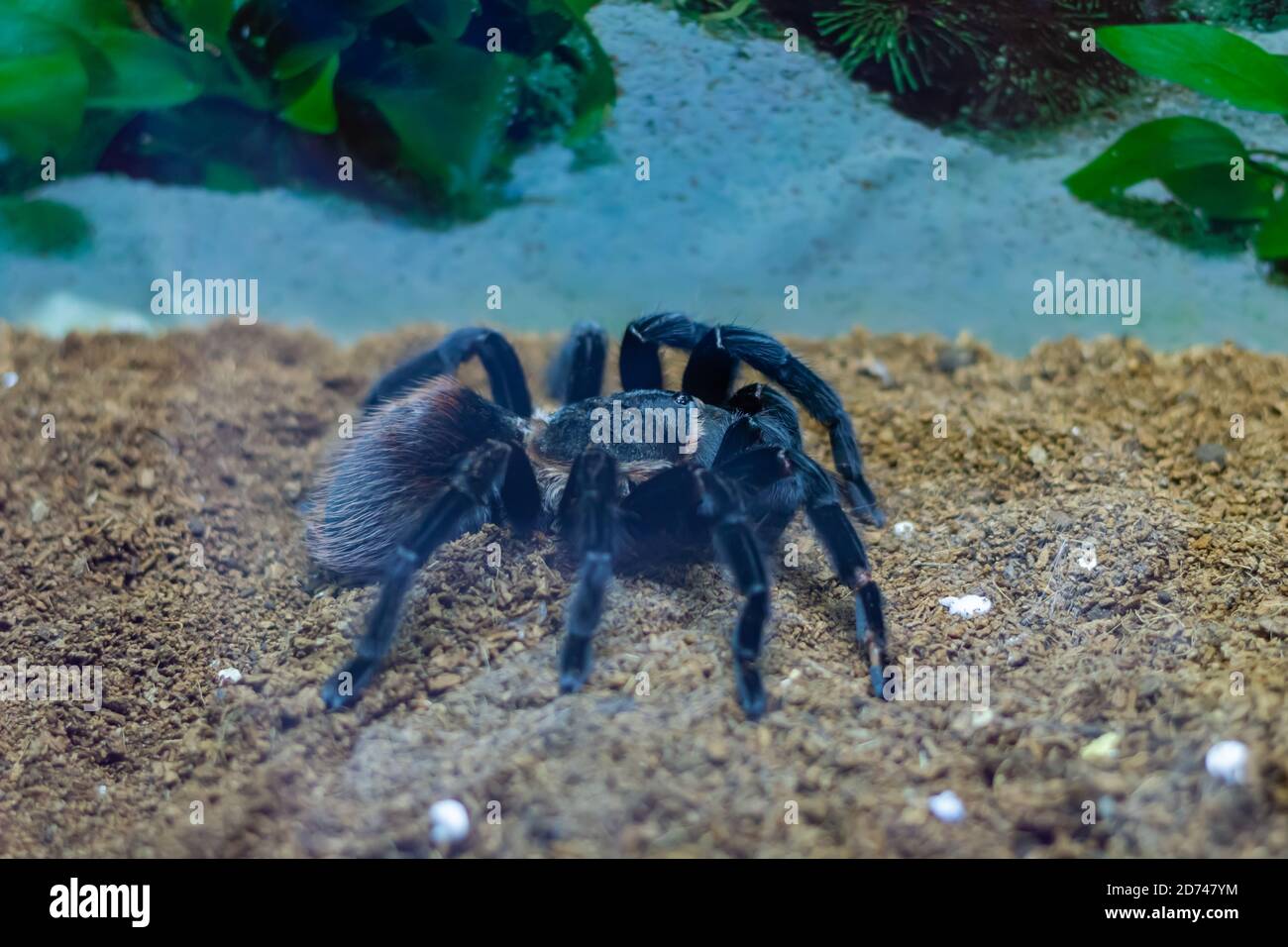Große schwarze Spinne Stockfoto