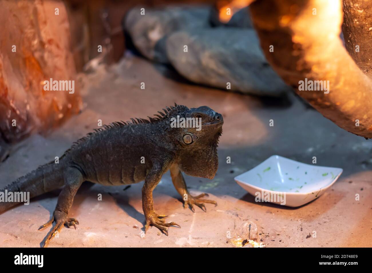 Steiniguana im Terrarium Stockfoto