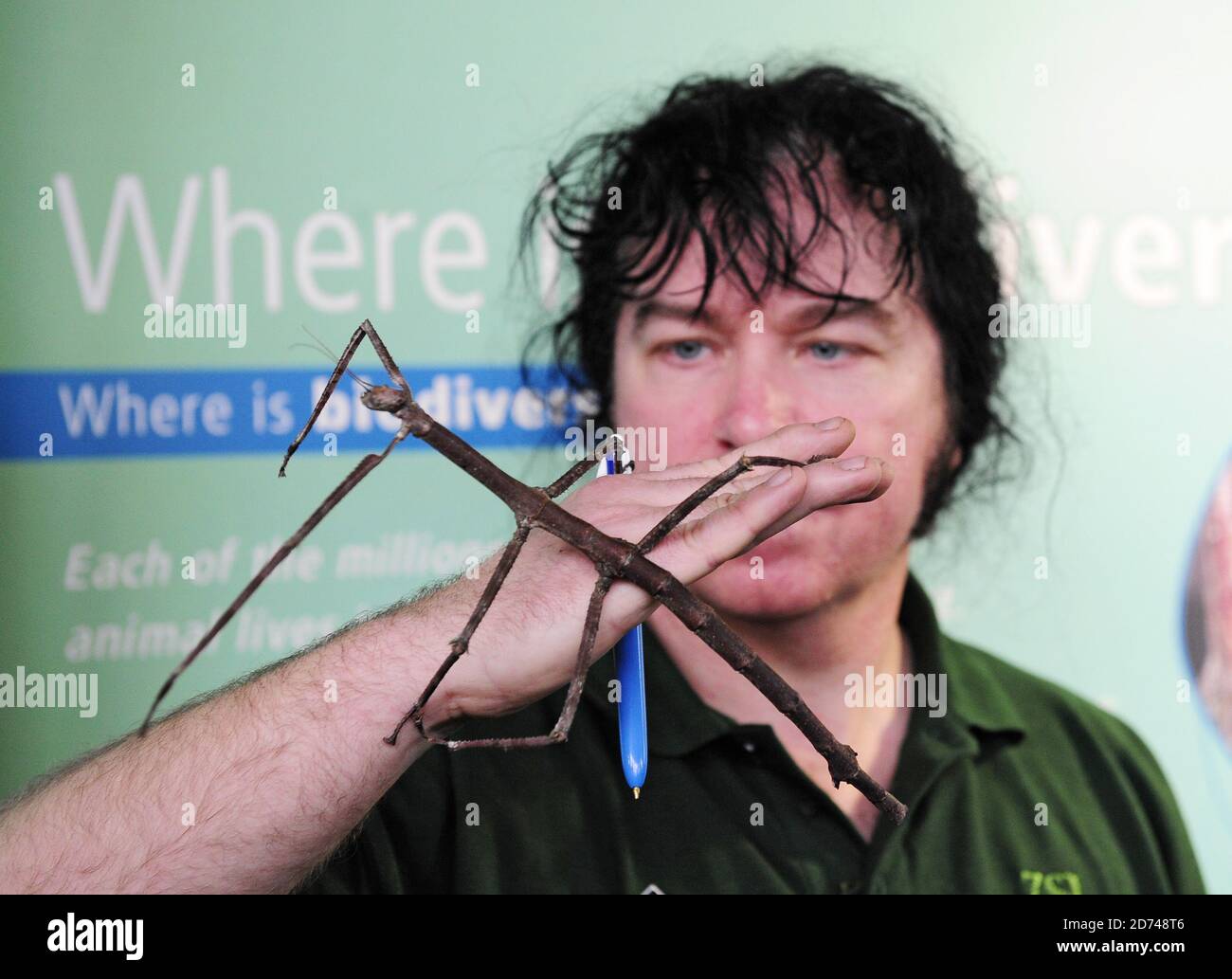 Zoowärter Mark Tansley, abgebildet mit einem Thai Stick Insect, nimmt an der jährlichen Bestandsaufnahme des Londoner Zoos im Regent's Park im Zentrum Londons Teil. Stockfoto