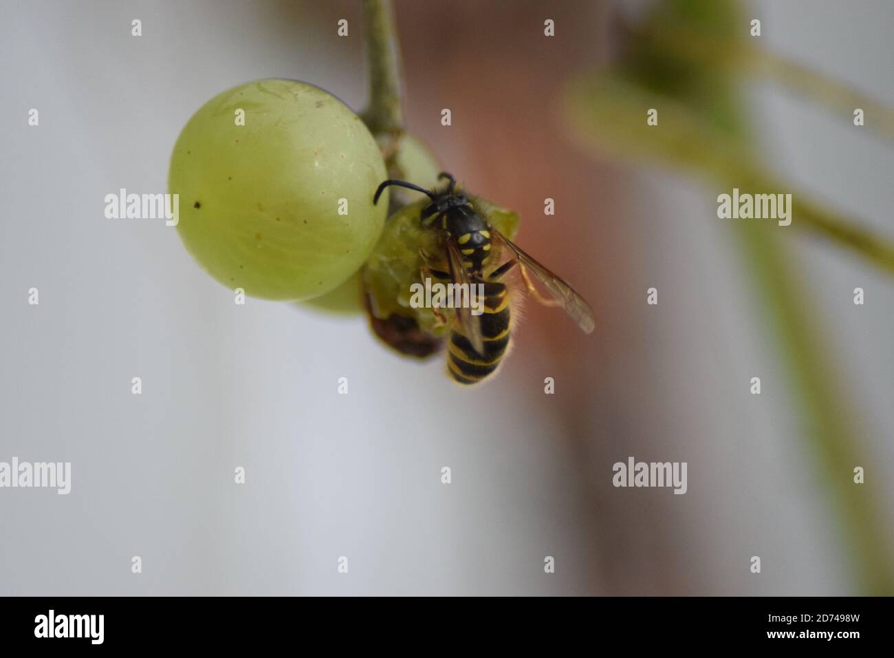 Wespe auf reifen Trauben Stockfoto