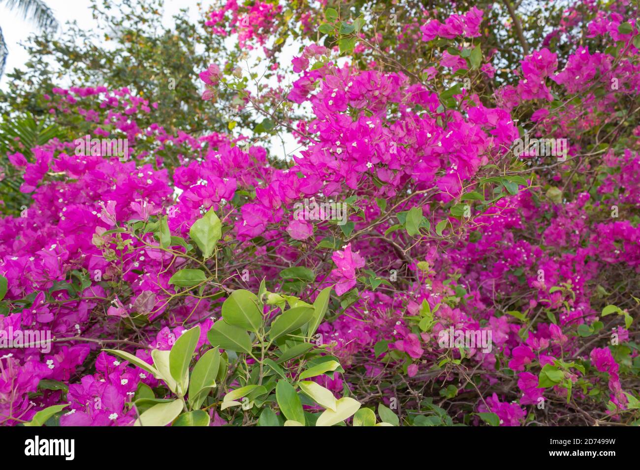 Bougainvillea mit karmesinroten Blättern Stockfoto