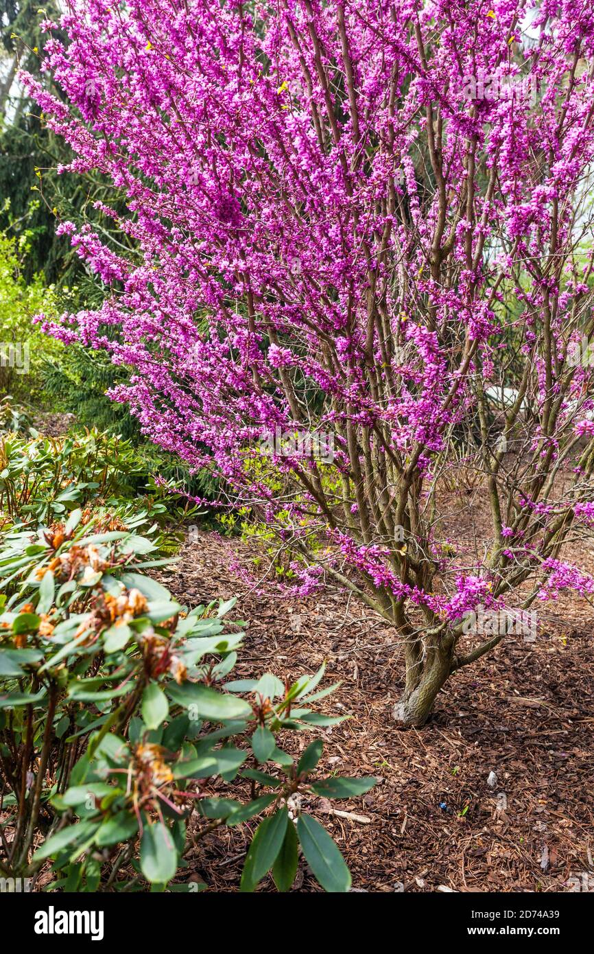 Frühlingsgarten blühender Baum Cercis chinensis 'Avondale', chinesische Rotbude Stockfoto