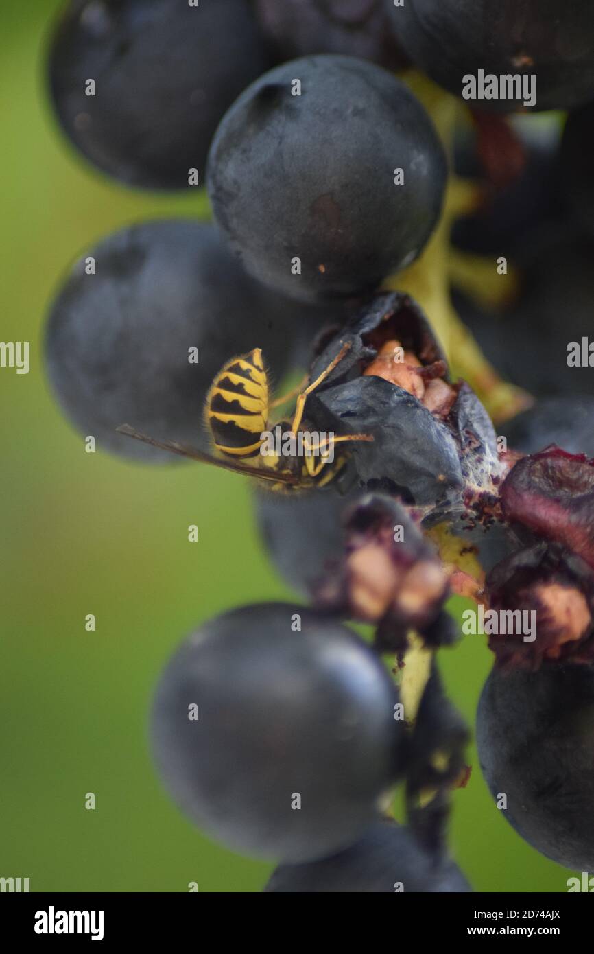 Wespe auf reifen Trauben Stockfoto