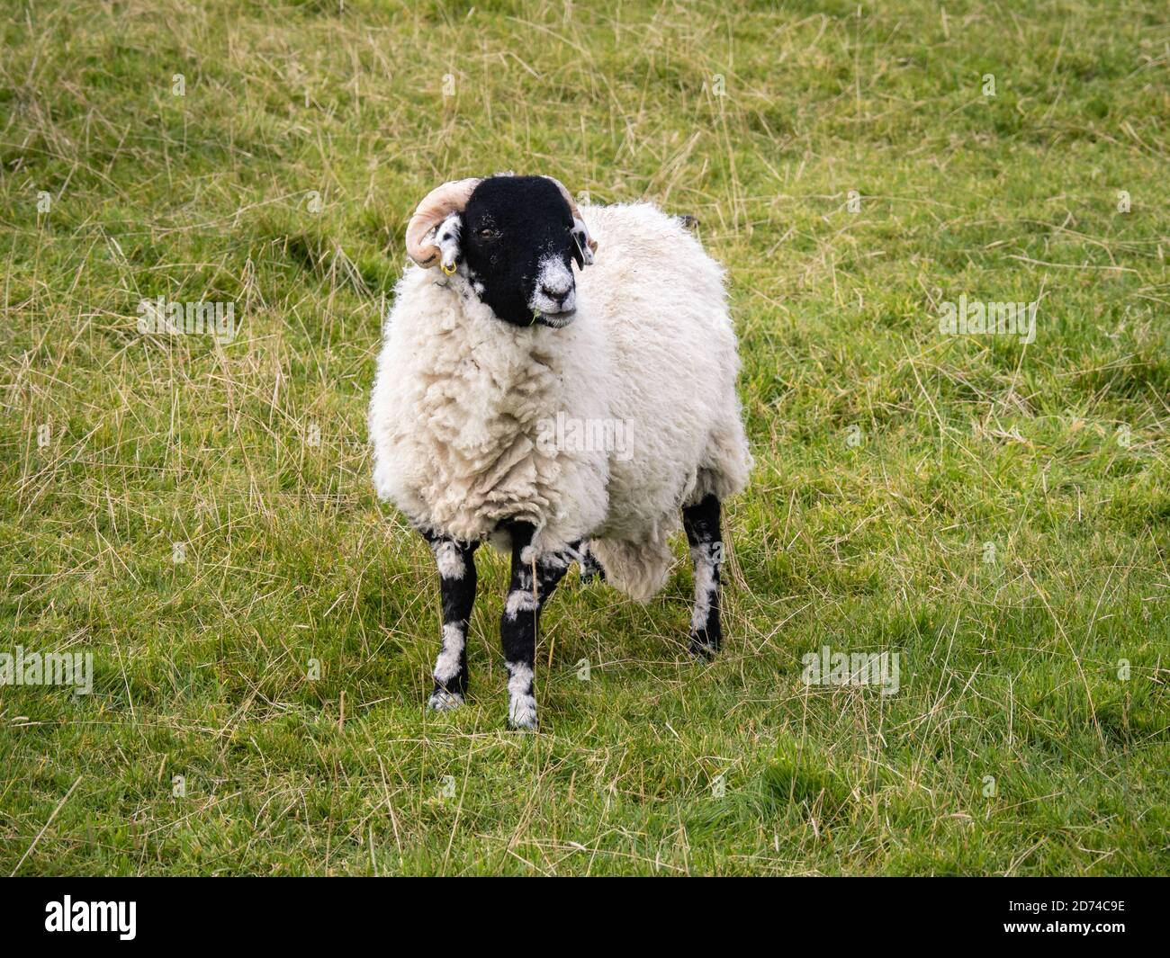 Schafe auf dem Pennine Way auf Fountains fiel von Malham Tarn vor einer weniger offensichtlichen Rückkehr über Knowe Fell, Black Hill und die Gorbeck-Straße. Stockfoto
