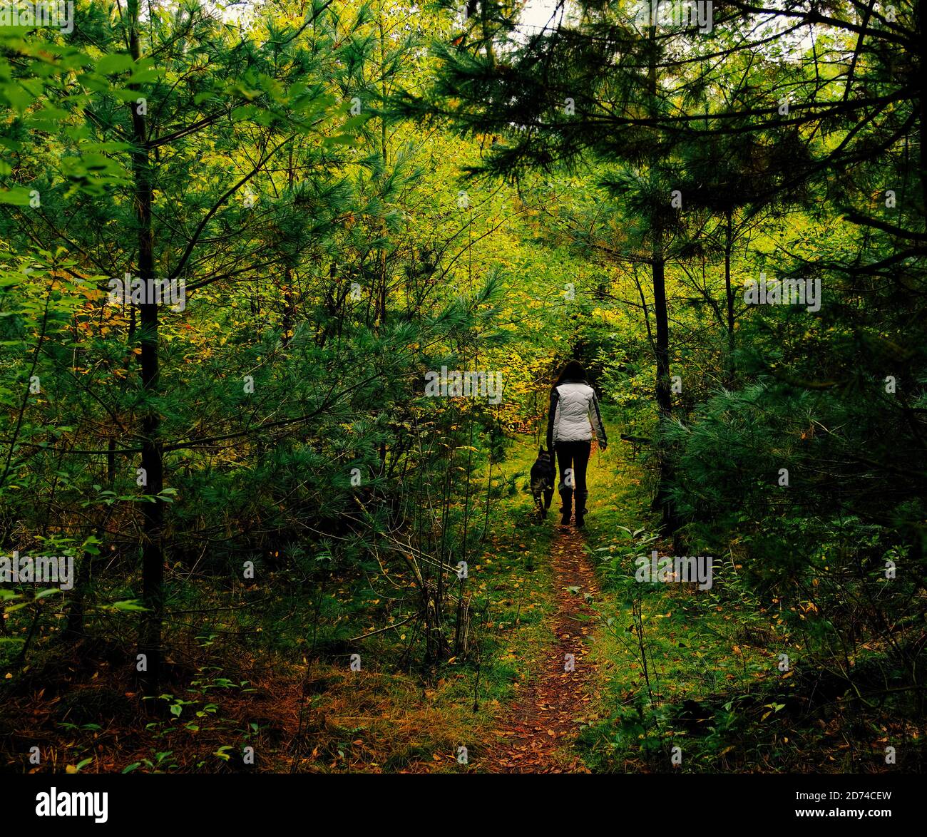 Schöne Frau zu Fuß im Herbst Wald mit deutschen schäferhund. Vollformat, Landschaft, horizontale Zusammensetzung. Stockfoto