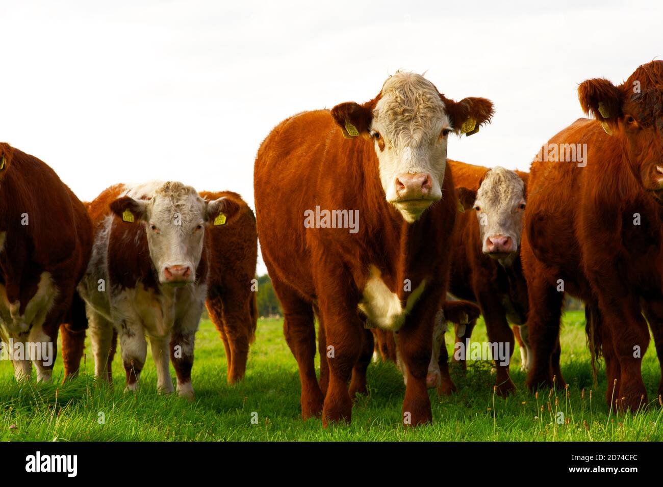 Kühe grasen auf dem Feld in den Niederlanden. Horizontale Komposition, Vollformat, Kopierbereich, Farbbild. Stockfoto