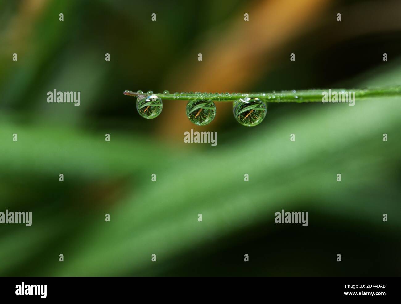 Drei Wassertröpfchen auf dem Grasstamm Stockfoto