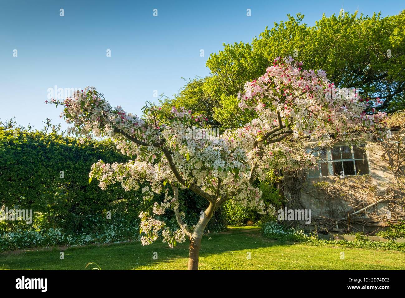 Ein ornamentaler Krabbenapfel blüht im Frühjahr (4) Stockfoto