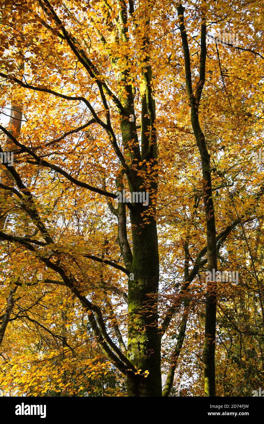 Porträt eines Baumes mit Herbstfarbe. Stockfoto